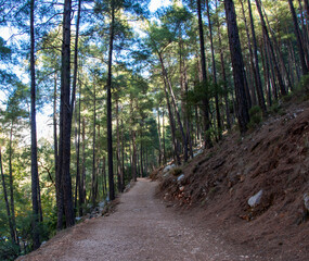 footpath in the forest