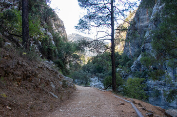 footpath in the forest