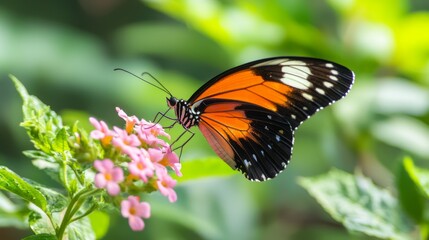 Conservation Harmony: Vibrant Butterfly Resting on Flower in Forest Ecosystem.