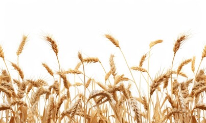 Horizontal wheat ears isolated on a white background with clipping path. Full Depth of field