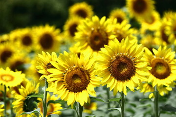 Fototapeta premium 太陽の花