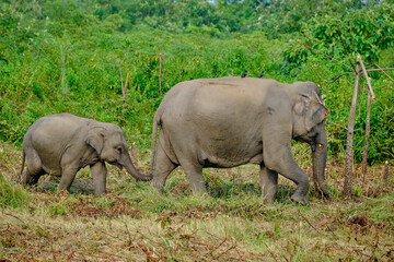 Fototapeta premium Elephant calf follows its mother in the grasslands of Manas Tiger Reserve forest, Assam, India