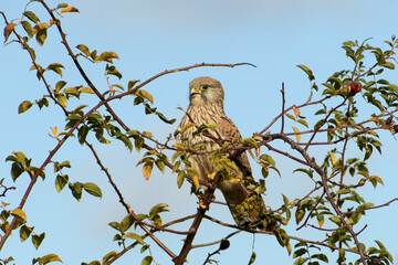 turmfalke