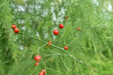 アスパラガスの実