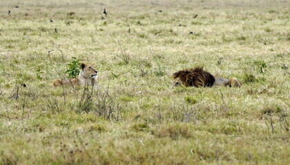 male and female lion lying in the savanna gras