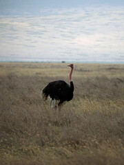 ostrich in the serengeti park