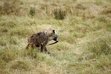 hyena in the serengeti park