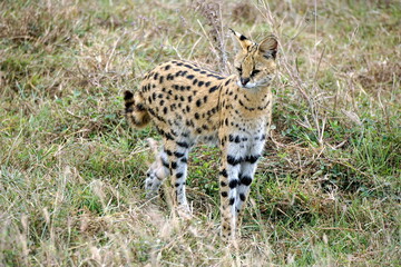 African Serval in the Serengeti