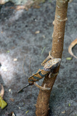 colorful chameleon on zanzibar island