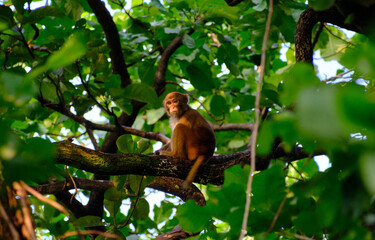 Juvenile rhesus macaque