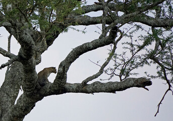 cheetah in a tree in the serengeti park