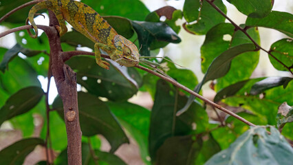 colorful chameleon on zanzibar island
