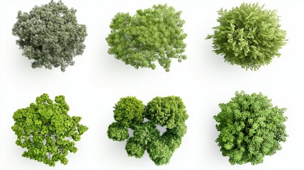 Obraz premium collection of tree views from above isolated on white background