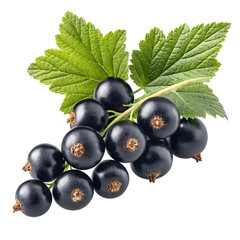Fresh Blackcurrant Cluster with Leaves on Transparent Background