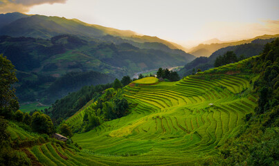 Vietnamese terraced fields 