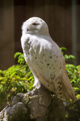 A Rare snowy owl at the Wildpark Brienz in Switzerland