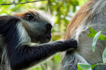zanzibar colobus monkey (Piliocolobus kirkii)