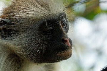 Fototapeta premium zanzibar colobus monkey (Piliocolobus kirkii)