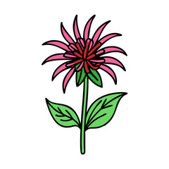 bee balm flower vector icon, vector flower illustration, flower icon - simple vector illustration of a bee balm flower, ideal for floral designs, botanical art, and nature-themed projects..