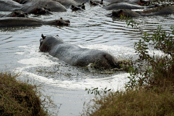 large group of hippos at a pond
