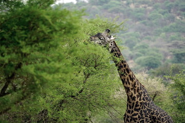 giraffe in the serengeti park