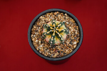 Gymnocalycium on red background. Still life photography of succulent, Pot of gymnocalycium variegated, succulent pot plant for collection in glass house, free space for text. Park and garden concept