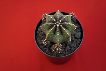 Gymnocalycium on red background. Still life photography of succulent, Pot of gymnocalycium variegated, succulent pot plant for collection in glass house, free space for text. Park and garden concept