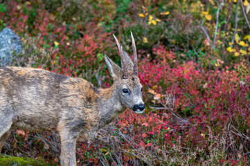 Roe deer in garden Motala Sweden October 2024