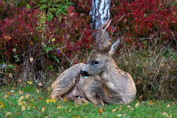 Roe deer in garden Motala Sweden October 2024