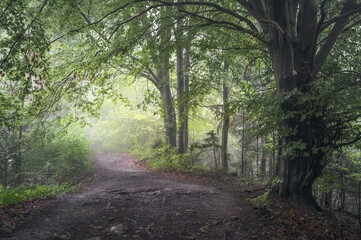 Misty Path Through Lush Carpathian Forest in Poland