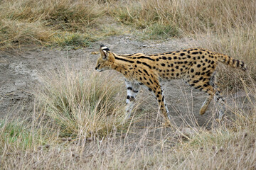 African Serval in the Serengeti