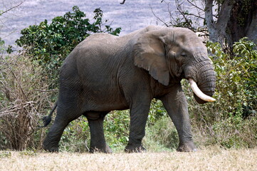 Obraz premium wild living elephant in the serengeti