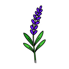 lavender flower vector icon, vector flower illustration, flower icon - simple vector illustration of a lavender flower, ideal for floral designs, botanical art, and nature-themed projects..
