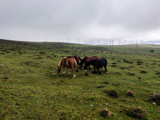 The contrast between nature and technology is captured in this image of horses grazing near wind turbines