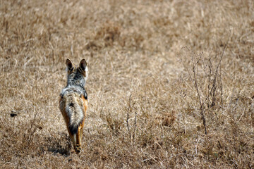 jackal in the serengeti park