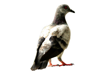 pigeon