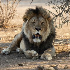 a big mature black manned lion