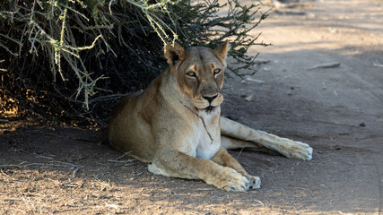 a big lioness seeking shade