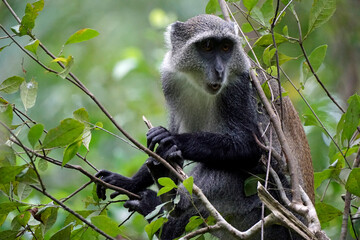 Obraz premium vervet monkey on zanzibar island