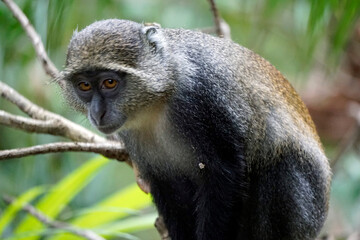 vervet monkey on zanzibar island