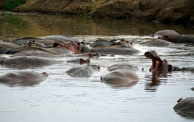 large group of hippos at a pond