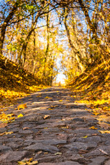 Forest landscape in autumn. The sun shines in from the side. The side light falls on a small tree in autumn leaves