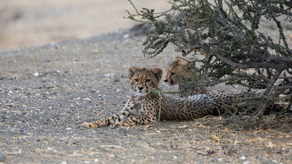 a cheetah cub in the wild