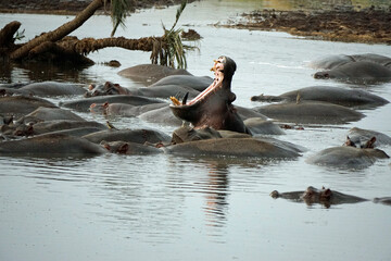 large group of hippos at a pond