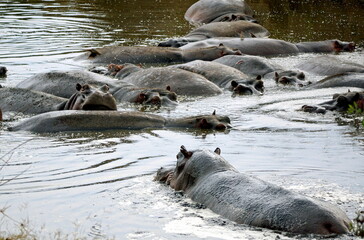 large group of hippos at a pond