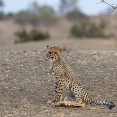 a cheetah cub in the wild