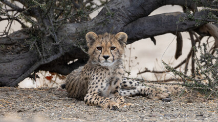 a cheetah cub in the wild