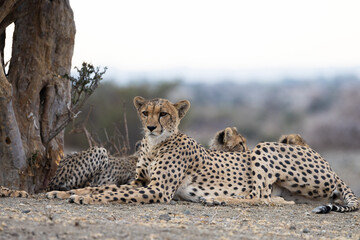 a cheetah mother and her cubs