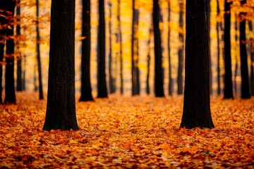 A serene autumn forest scene with tall trees surrounded by vibrant orange and yellow fallen leaves.