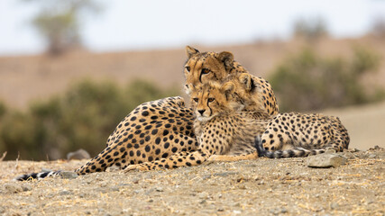 a cheetah mother and her cubs